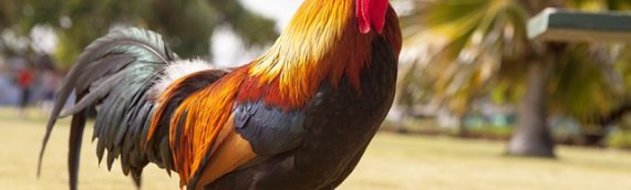 New year, new energy. Welcome the Fire Rooster.