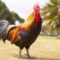 New year, new energy. Welcome the Fire Rooster.